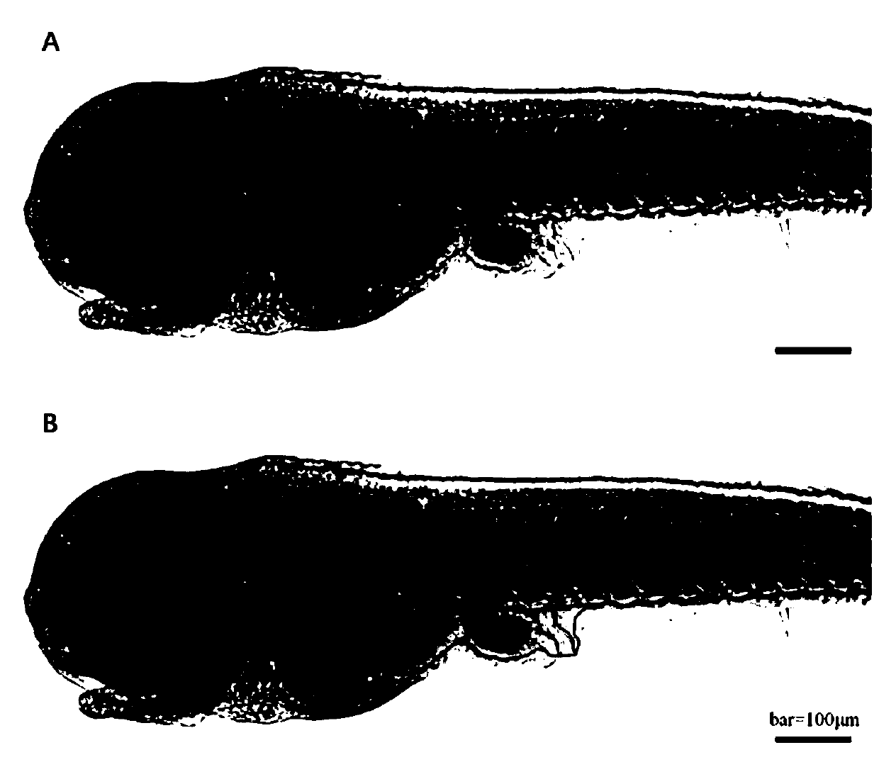 Method for collecting blood of small-size experimental fish