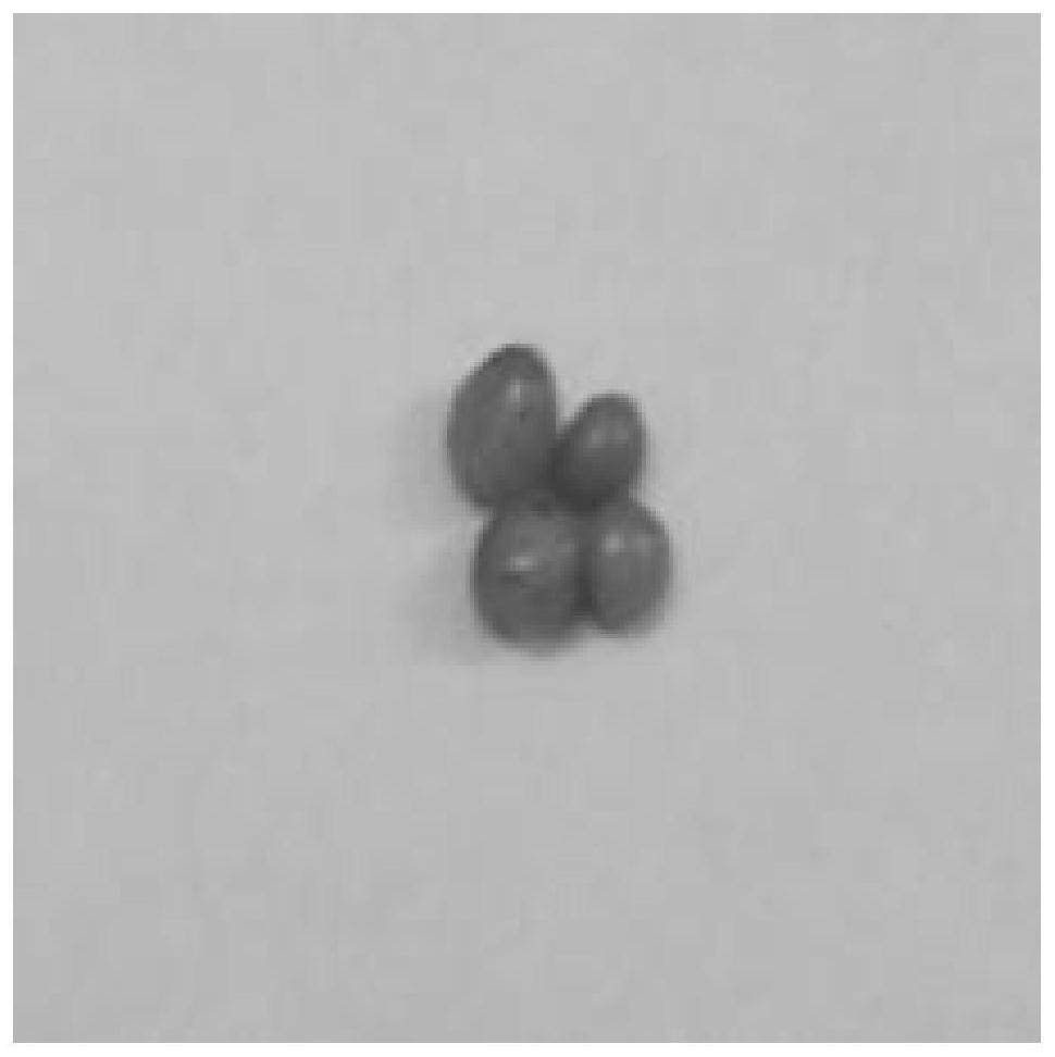 Method for promoting germination of polygonatum cyrtonema seeds