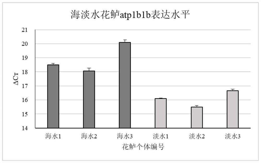 Application of atp1b1b gene in identification of sea freshwater cultured lateolabrax japonicus and application method