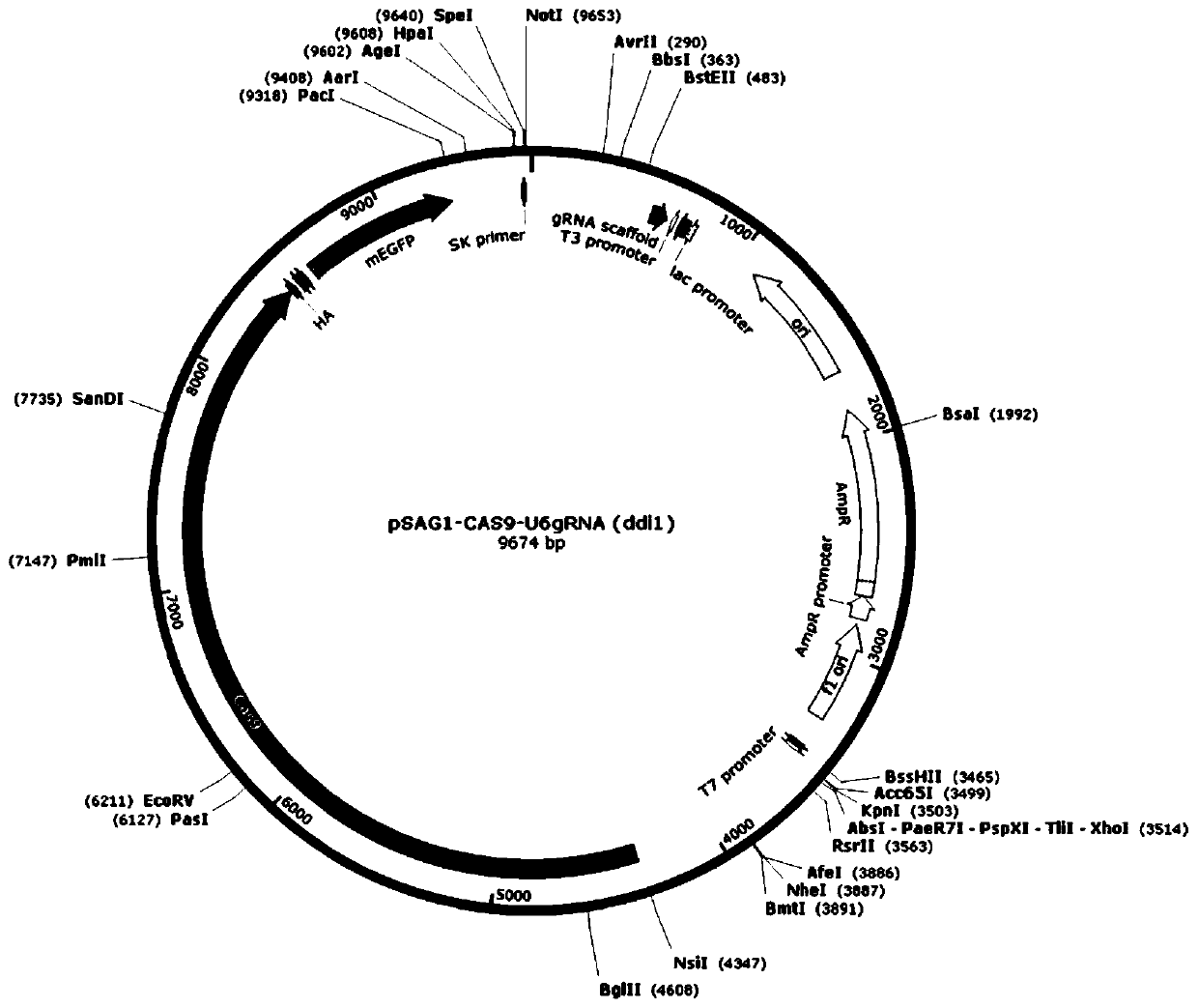 Toxoplasma gondii strain with ddi1, rad23 and dsk2 genes deleted, and construction method and application of toxoplasma gondii strain