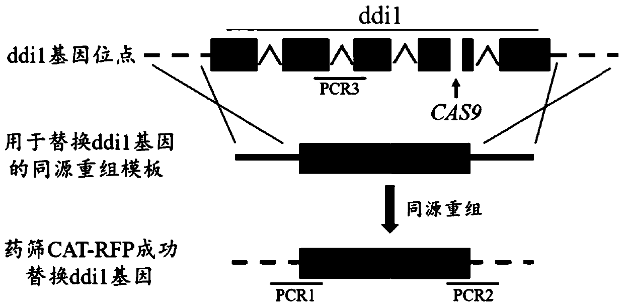 Toxoplasma gondii strain with ddi1, rad23 and dsk2 genes deleted, and construction method and application of toxoplasma gondii strain