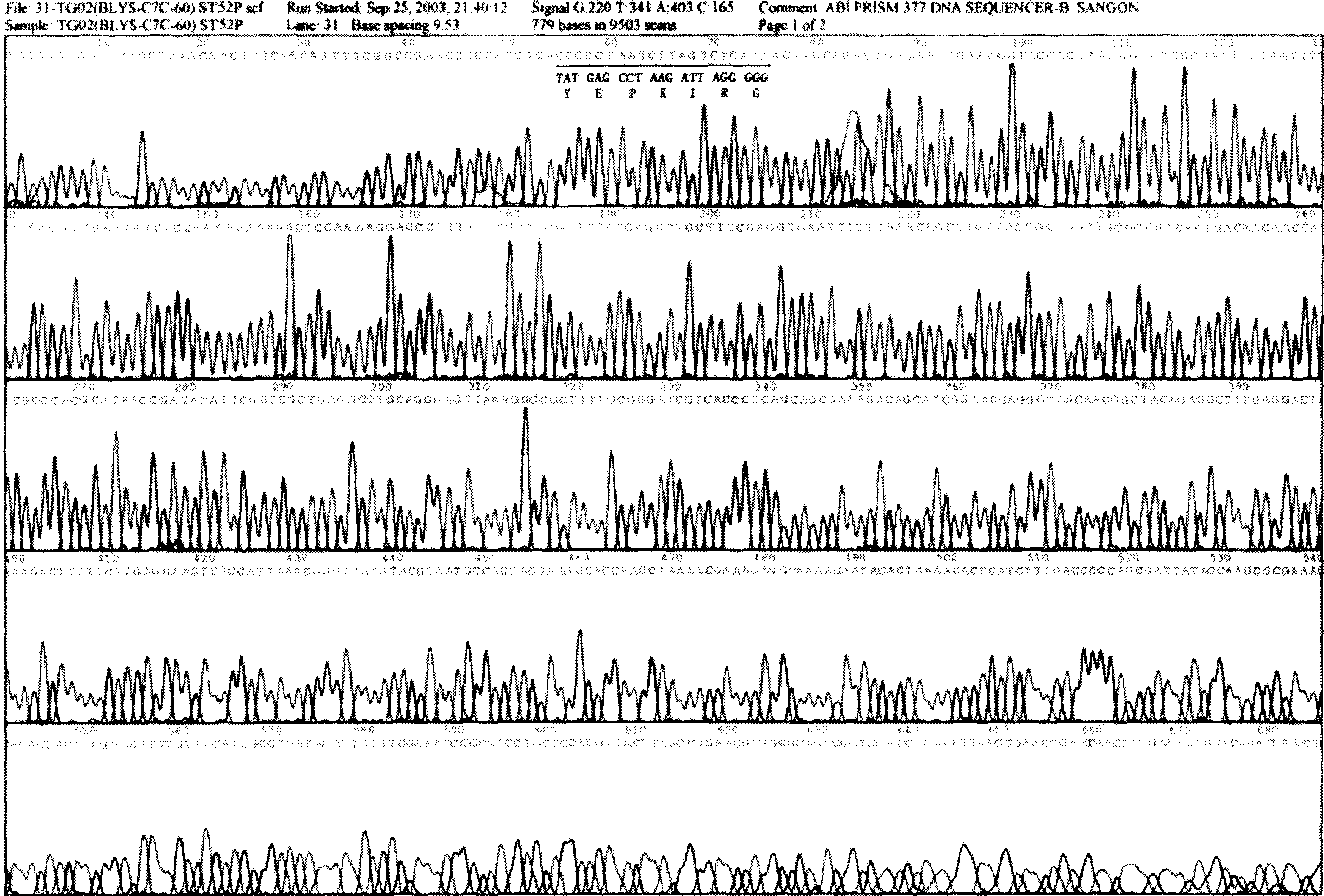 B lymphocyte stimulus factor inhibiting peptide and its screening and preparing method