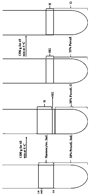 Method for separating babylonia areolata granular cells and clear cells by Percoll serving as medium