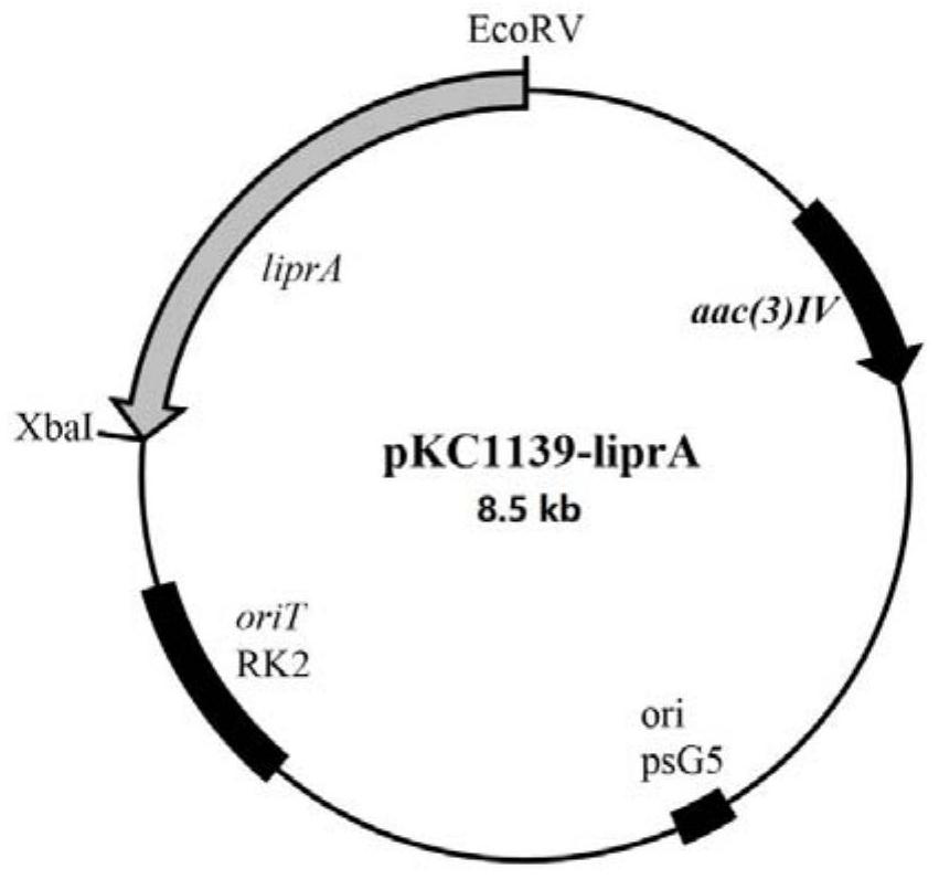 Application of ribosome sigma factor, mutant thereof and protein obtained by encoding in increasing yield of lipstatin