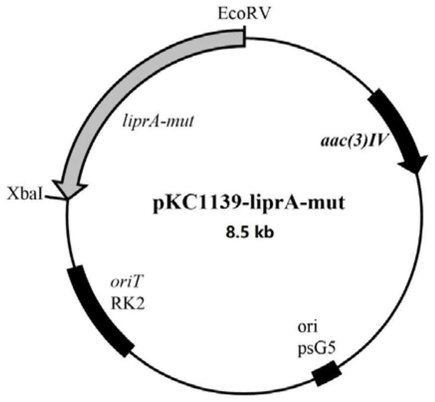 Application of ribosome sigma factor, mutant thereof and protein obtained by encoding in increasing yield of lipstatin