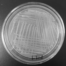 A pesticide intermediate degrading bacterial strain, its cultivation method and its bacterial agent and application