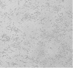 A pesticide intermediate degrading bacterial strain, its cultivation method and its bacterial agent and application