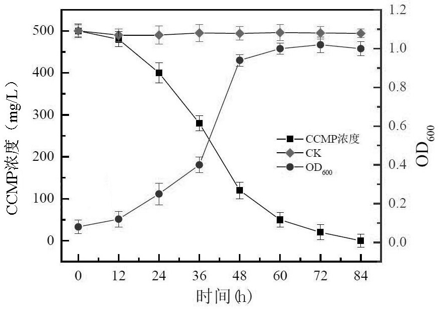 A pesticide intermediate degrading bacterial strain, its cultivation method and its bacterial agent and application