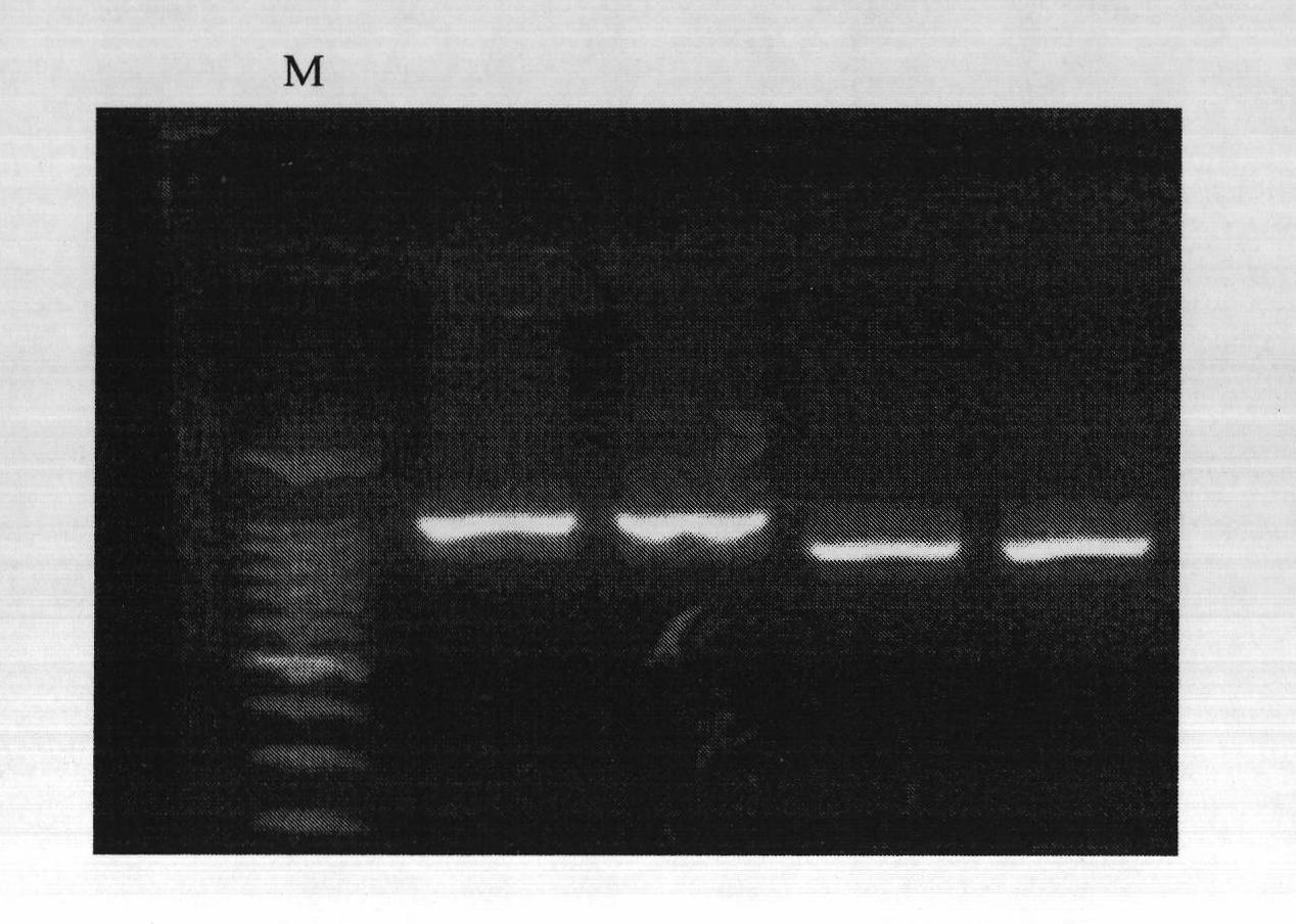 Molecular marker closely linked with salt-tolerant main effect QTL (Quantitative Trait Loci) at tomato seedling stage and application thereof