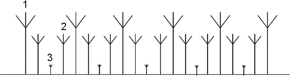 Three-dimensional interplanting method of Chinese yew, conifer and fern