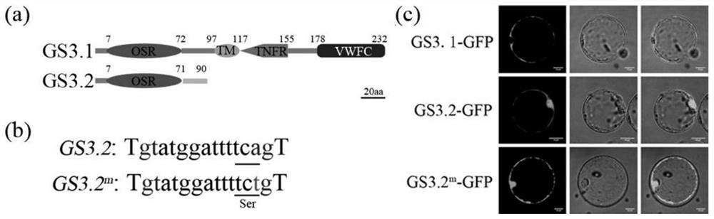 Application of rice spliceosomes GS3.2 in regulation and control of rice grain traits