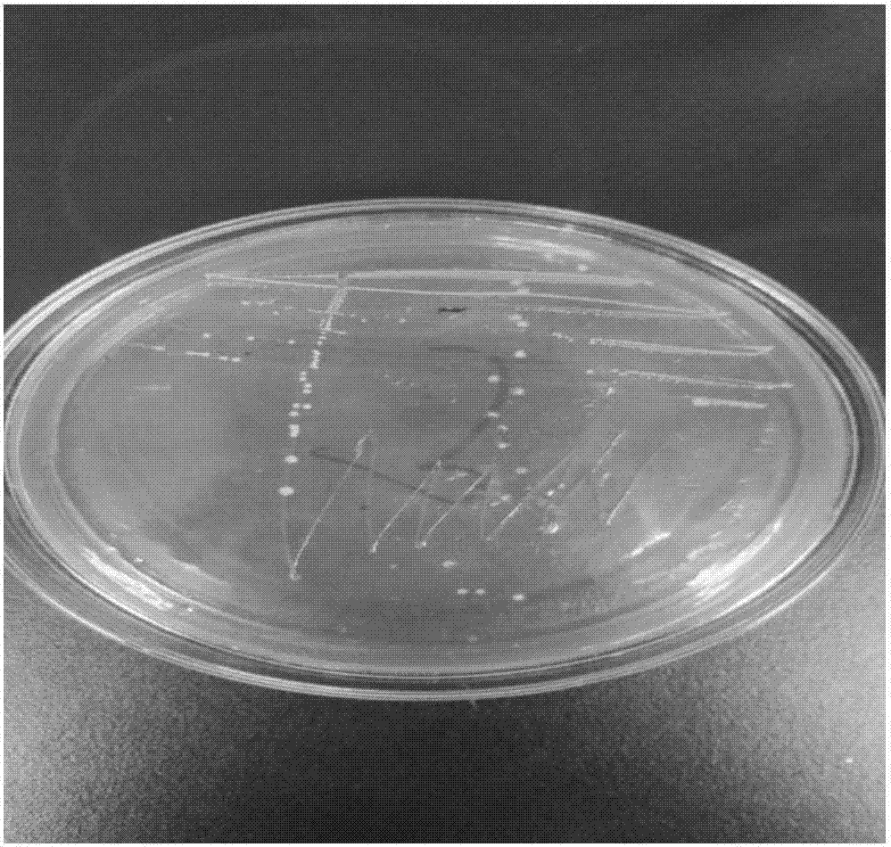 Lactobacillus paracasei and application thereof