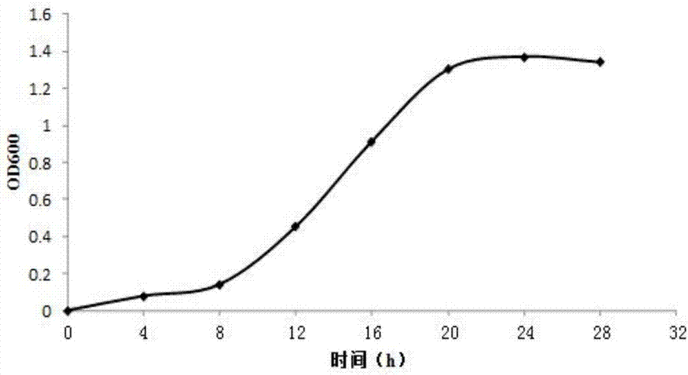 Lactobacillus paracasei and application thereof