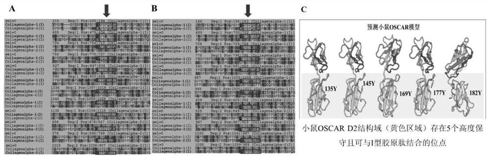 Bone remodeling regulating polypeptides and application