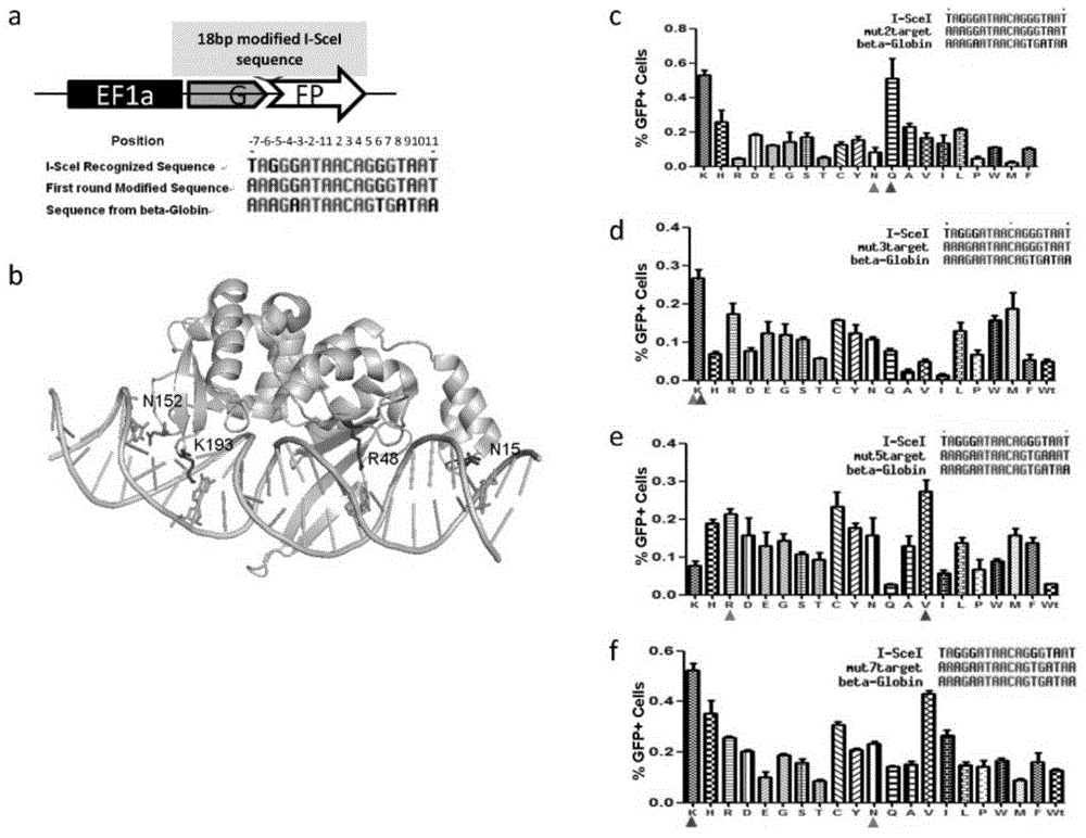 Chimeric nuclease for specific recognition and repair of beta thalassemia beta-globin gene