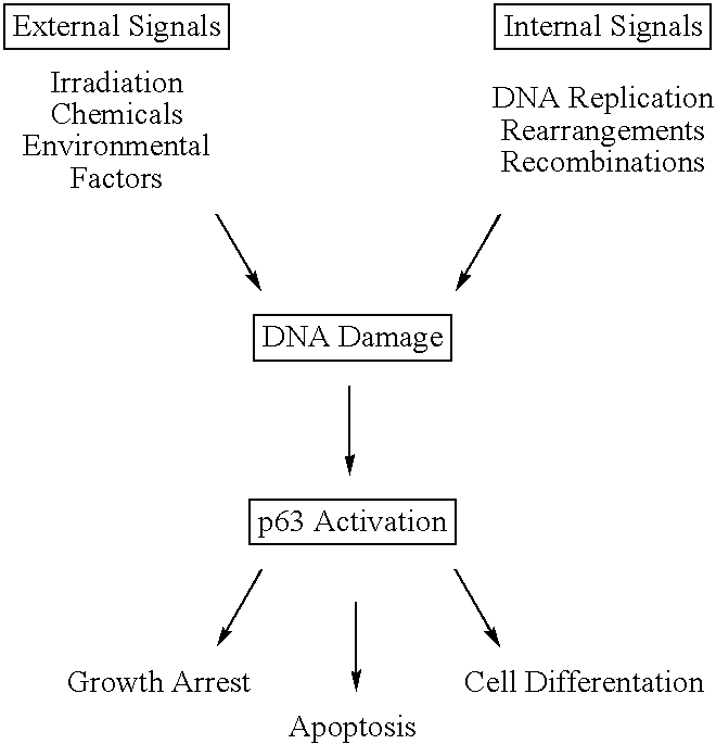 Cell regulatory genes, encoded products, and uses related thereto