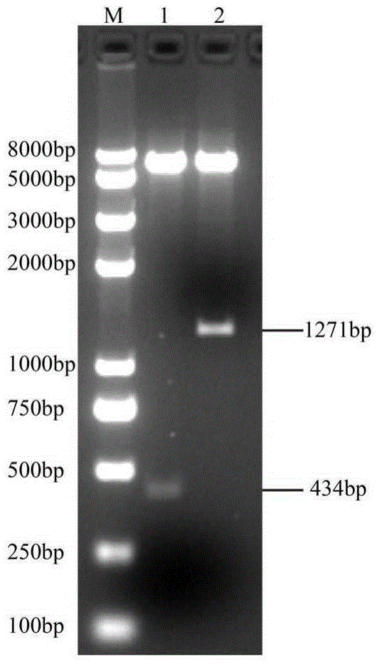 A portable rapid test strip for syphilis for household use