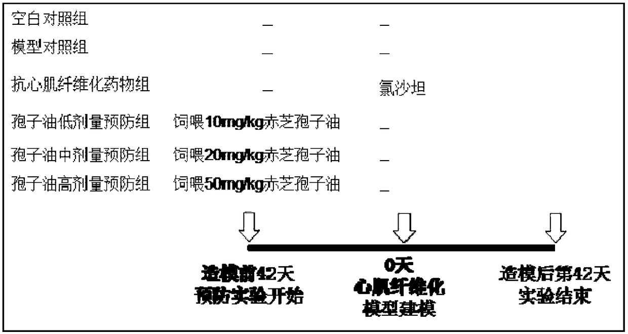 Ganoderma lucidum spore oil and novel application of pharmaceutical composition comprising ganoderma lucidum spore oil