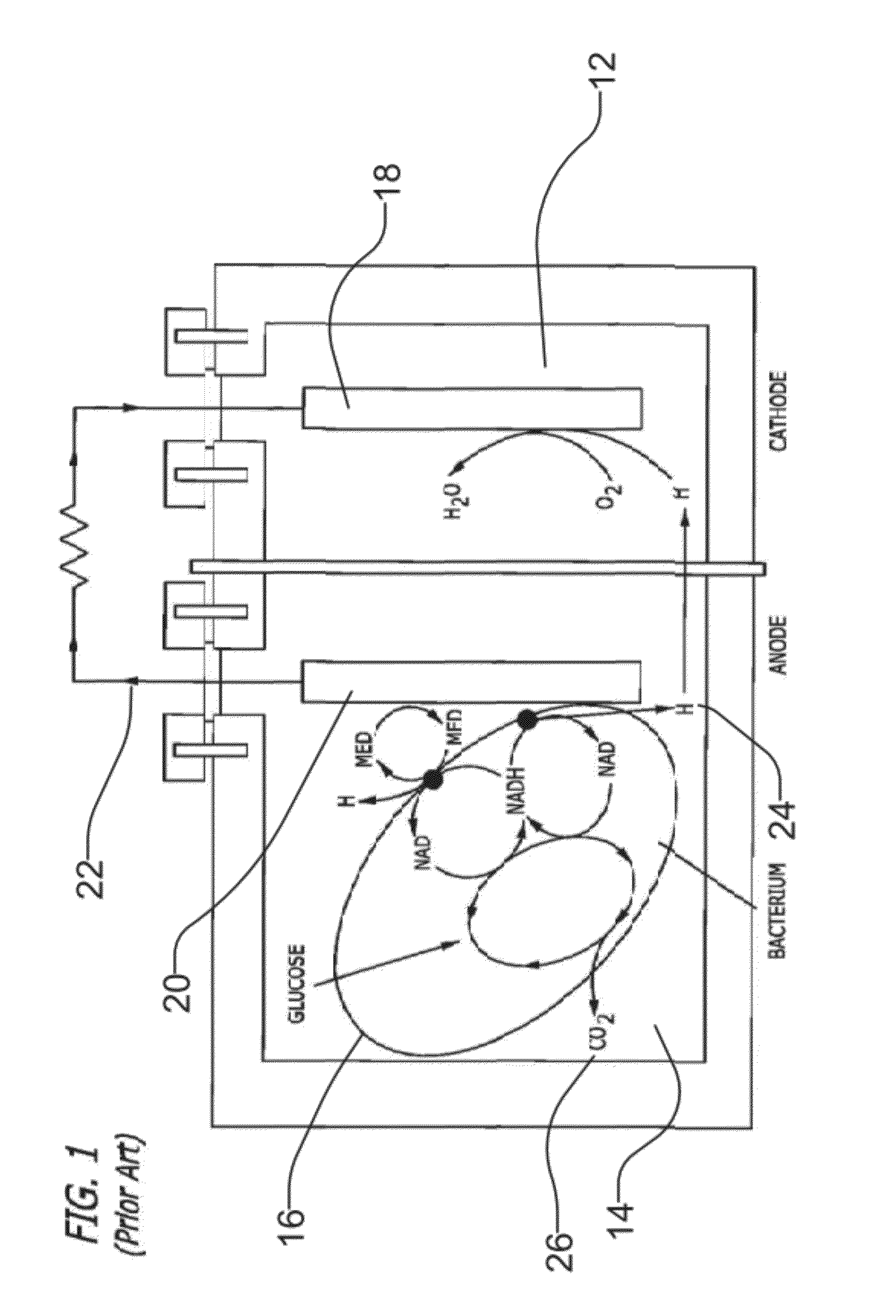 Sensor for detecting microorganisms and corresponding process