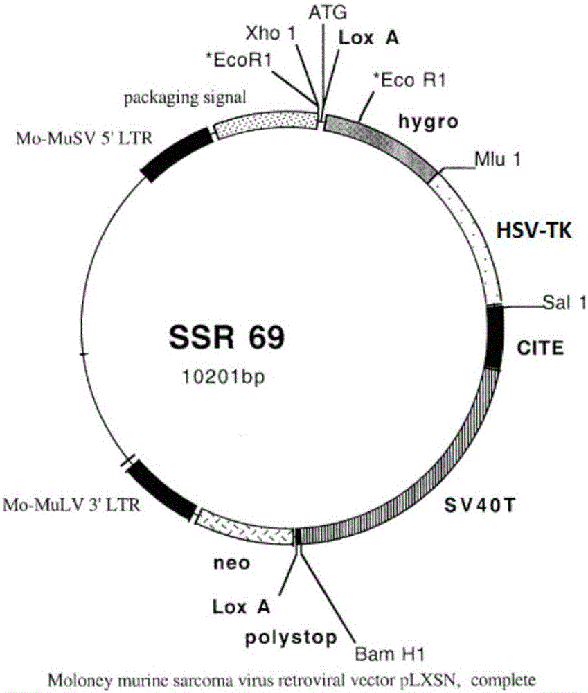 A reversible immortalized liver cell line carrying double suicide genes and its construction method