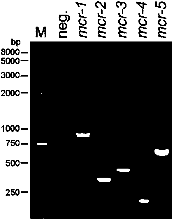 Multiple PCR primers, kit and detection method for detecting polymyxin drug resistance genes