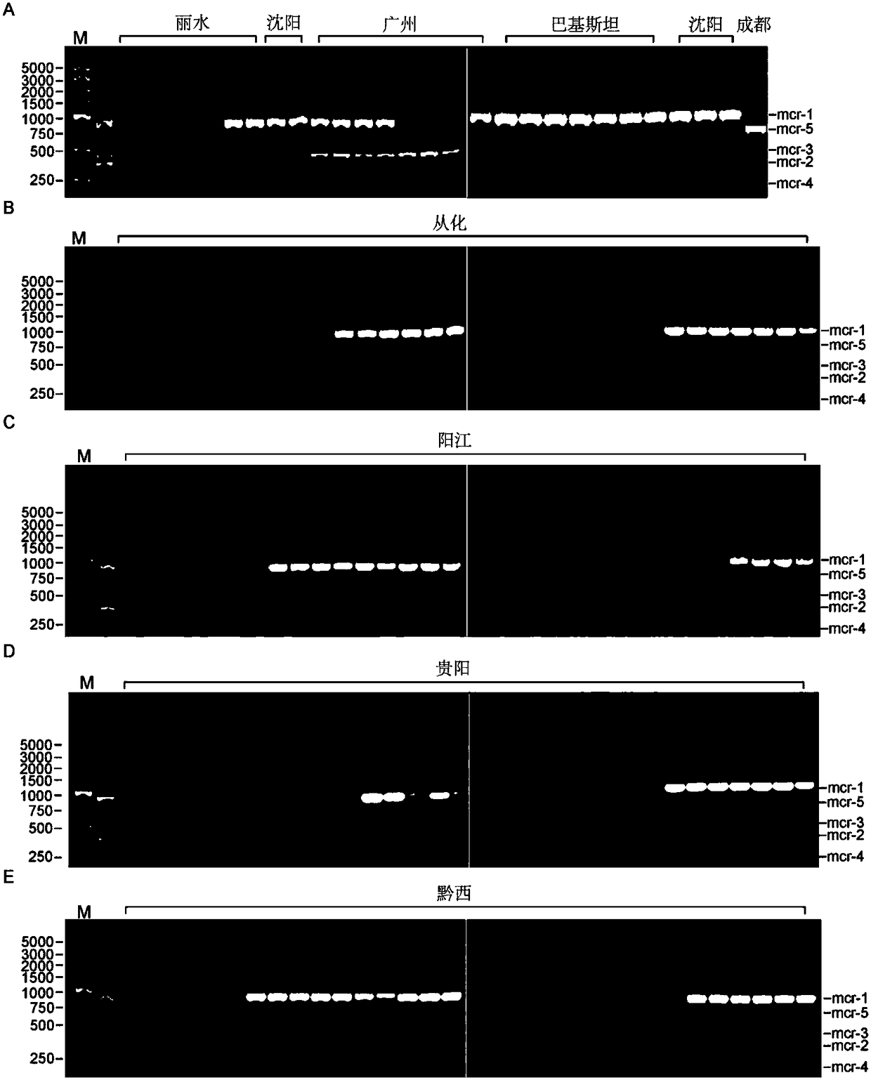 Multiple PCR primers, kit and detection method for detecting polymyxin drug resistance genes