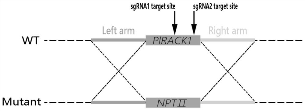 Application of gene PlRACK1 in regulation and control of growth, oxidation resistance and pathogenicity of peronophythora litchii