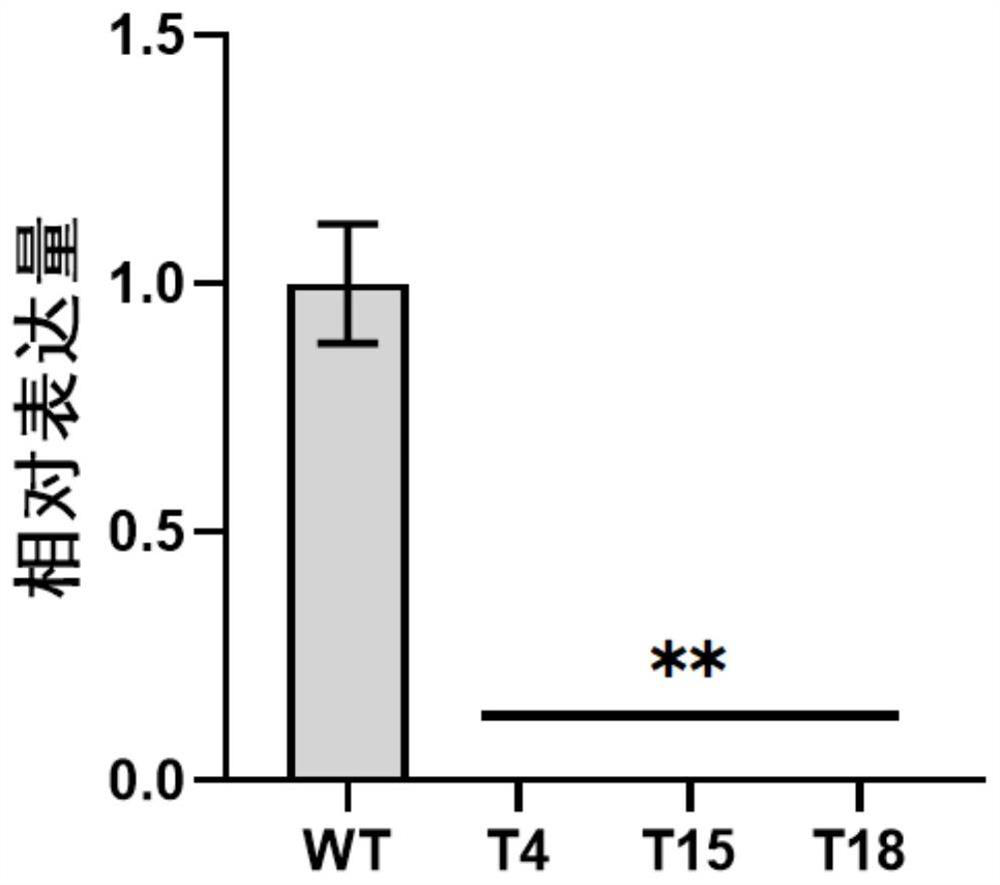 Application of gene PlRACK1 in regulation and control of growth, oxidation resistance and pathogenicity of peronophythora litchii