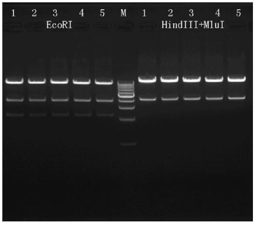 Porcine apoe gene knockout vector and its construction method and application