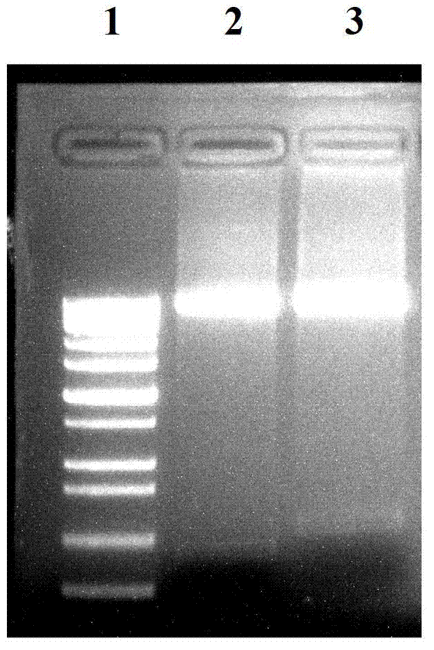 Expression vector stably replicated in corynebacterium diphtheriae and corynebacterium diphtheriae with expression vector