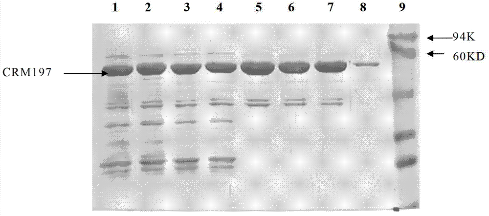 Expression vector stably replicated in corynebacterium diphtheriae and corynebacterium diphtheriae with expression vector