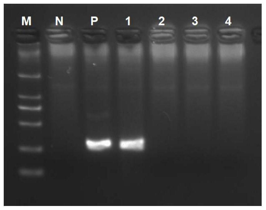 RDA method and kit for rapidly detecting respiratory syncytial virus