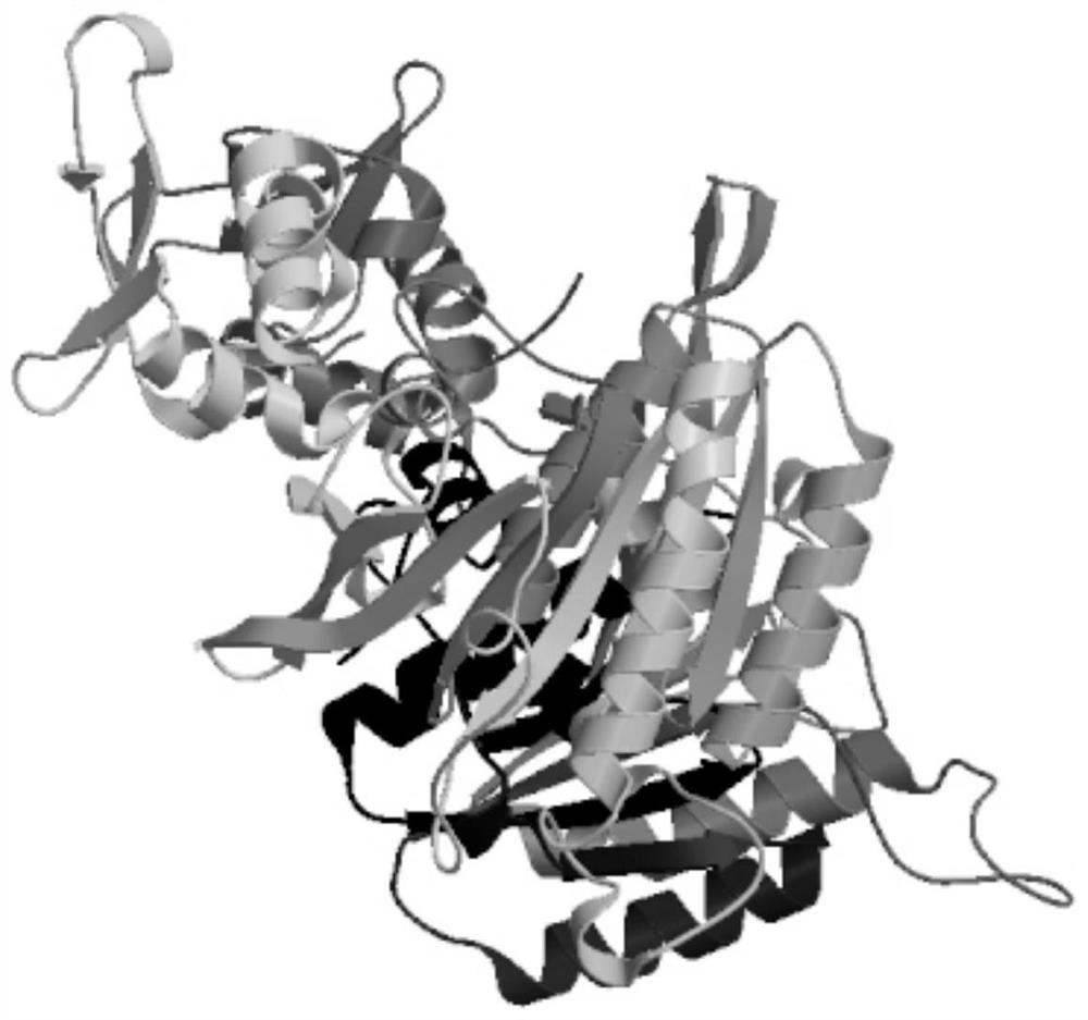 RDA method and kit for rapidly detecting respiratory syncytial virus