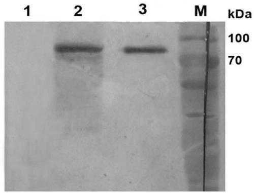 Preparation method of anti-TMP (thrombopoietin mimic peptide) rabbit polyclonal antibody