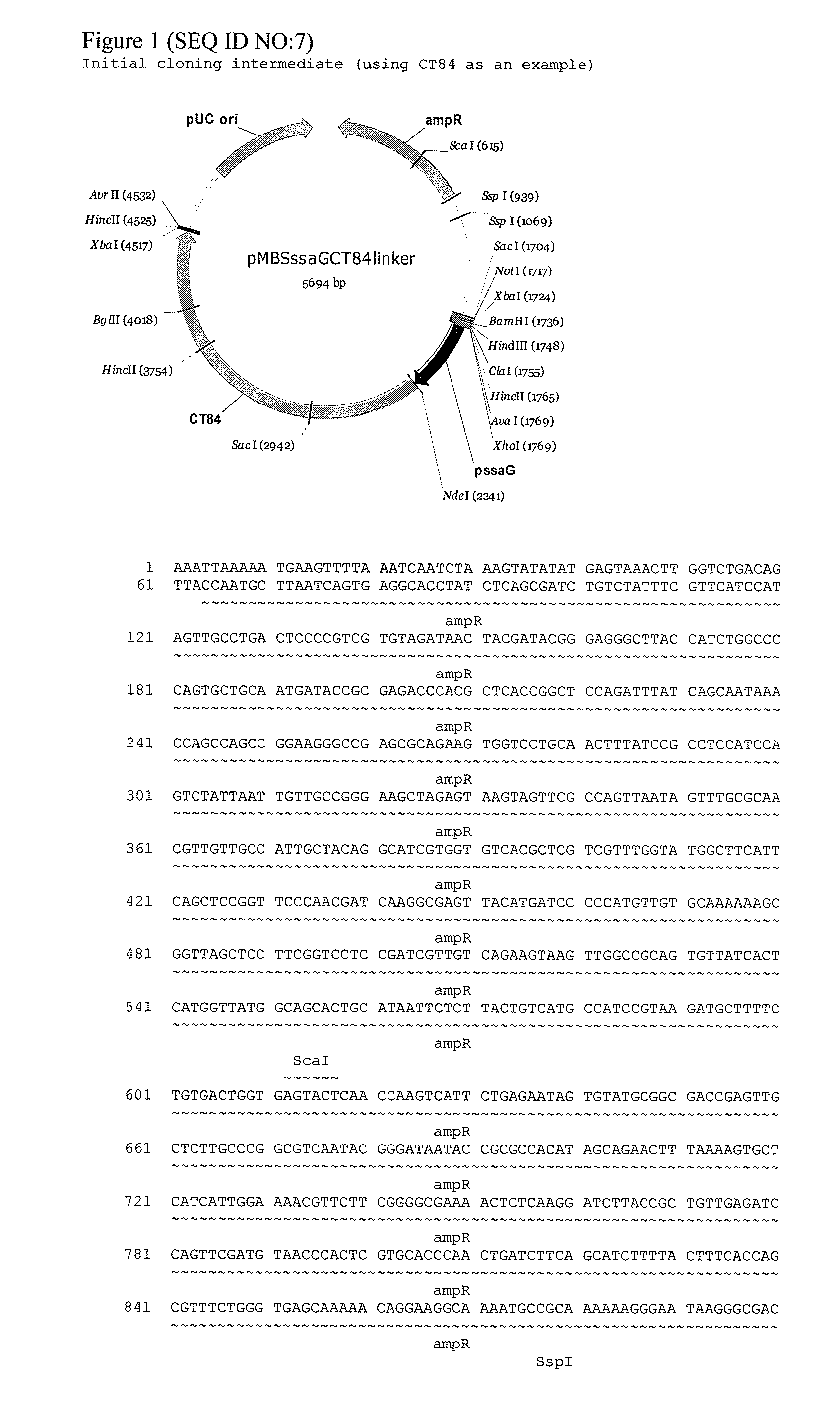 Salmonella vectored vaccines against chlamydia and methods of use