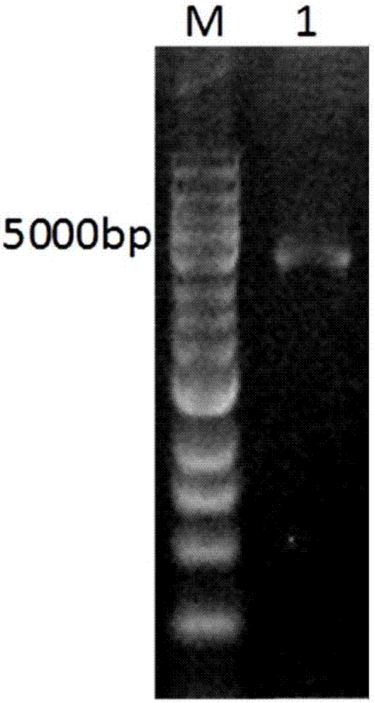 Recombinant rat phospholipase Cgamma2 adenovirus as well as construction method and application thereof