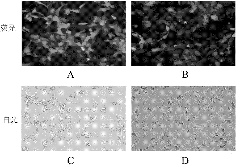 Recombinant rat phospholipase Cgamma2 adenovirus as well as construction method and application thereof