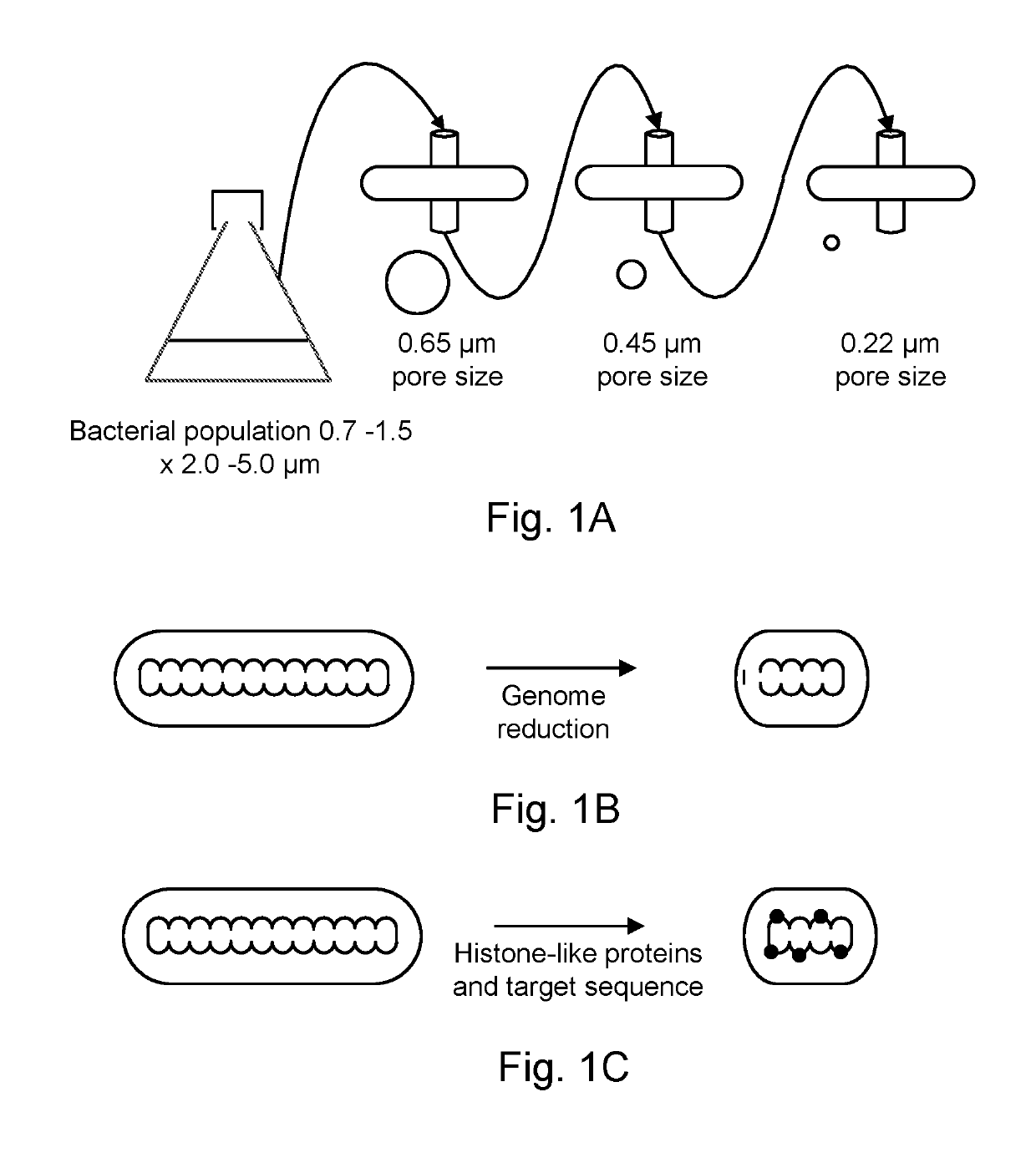 Modified bacteria having improved pharmacokinetics and tumor colonization enhancing antitumor activity