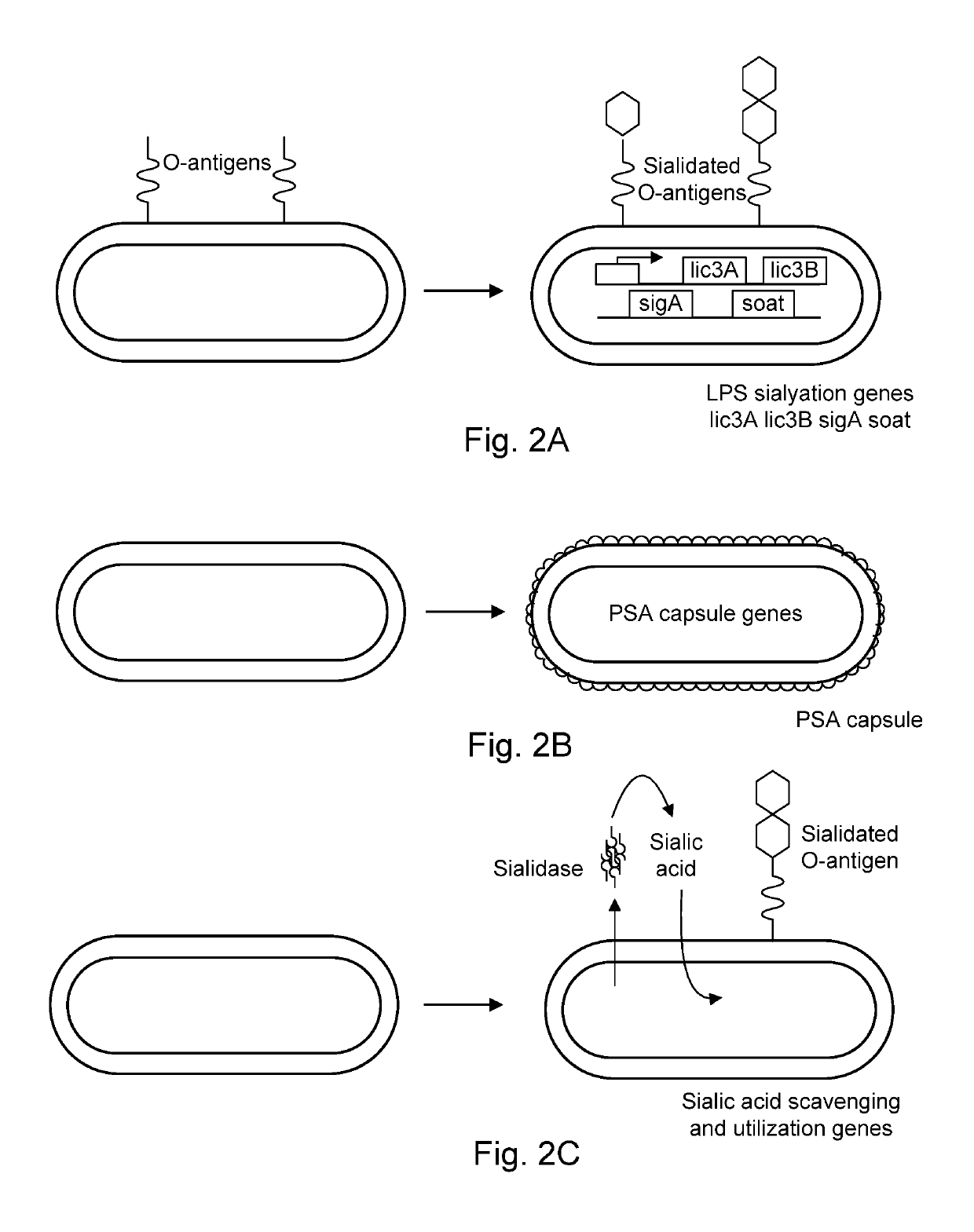 Modified bacteria having improved pharmacokinetics and tumor colonization enhancing antitumor activity