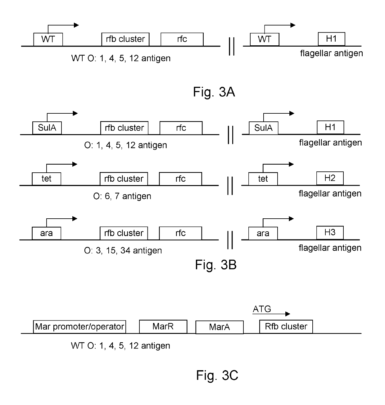 Modified bacteria having improved pharmacokinetics and tumor colonization enhancing antitumor activity