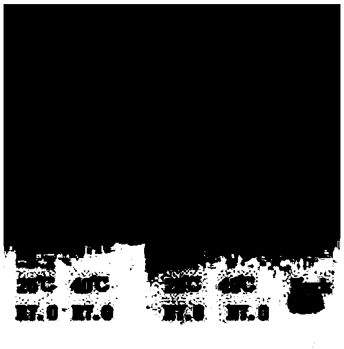 Gel containing MG53 protein/MG53 mutant protein, as well as preparation method thereof and application thereof