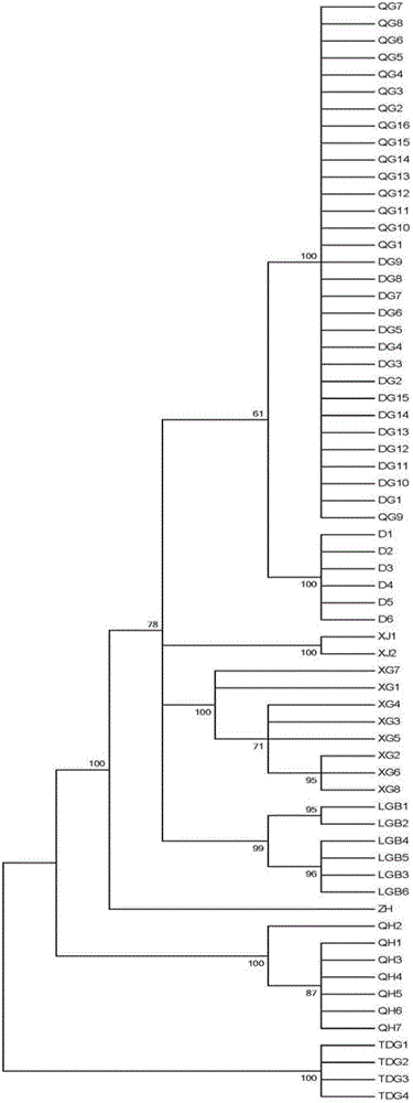 Method for identifying Chinese angelica and its adulterants by utilizing ITS sequence