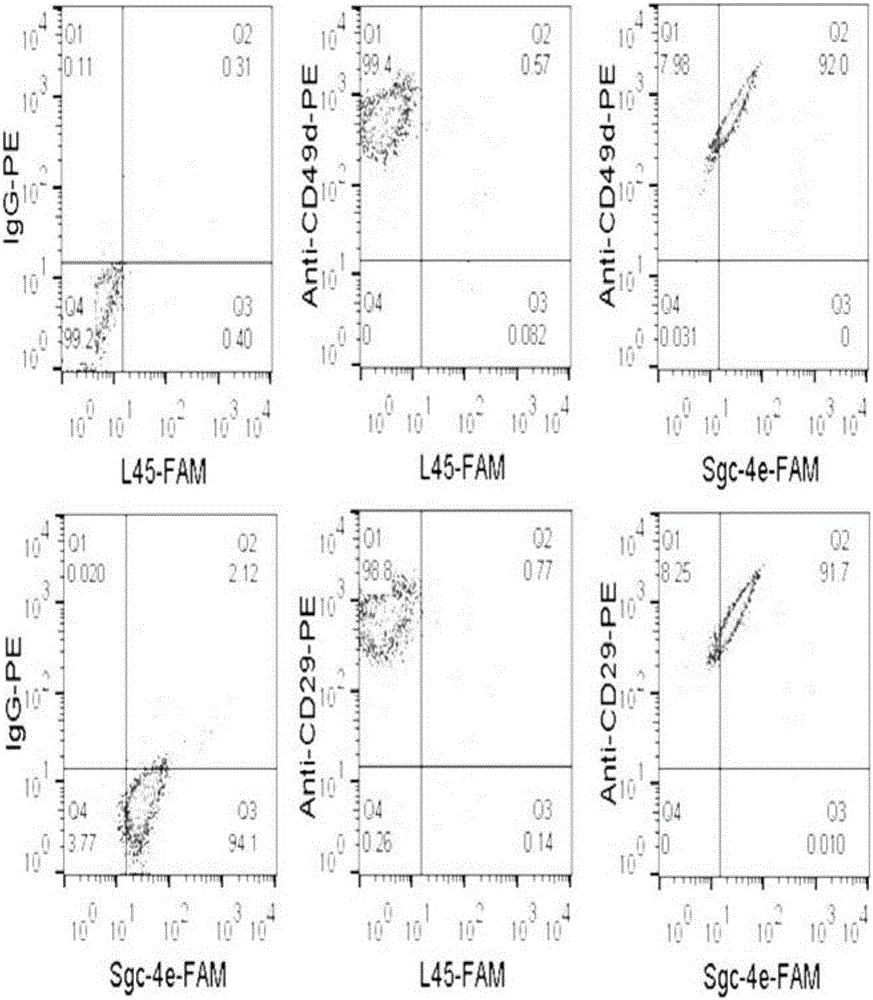 Application of nucleic acid aptamers in identifying and being bound with integrin alpha4