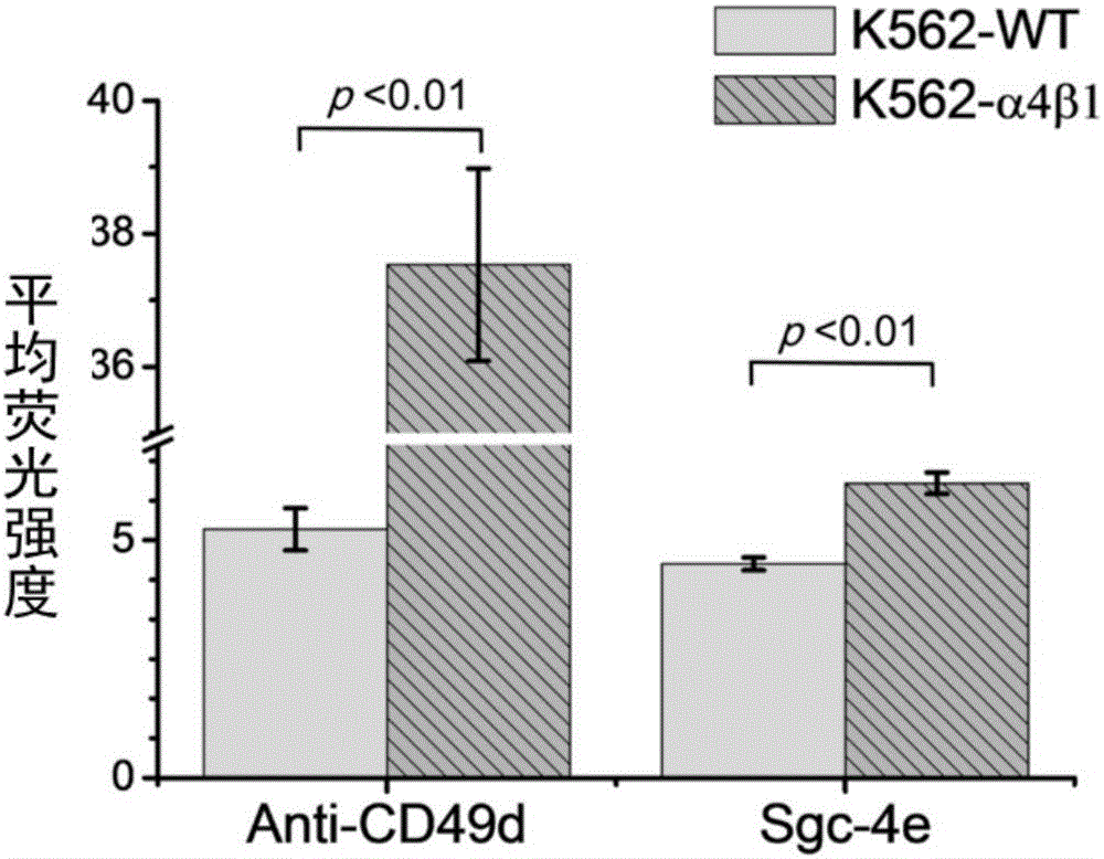 Application of nucleic acid aptamers in identifying and being bound with integrin alpha4