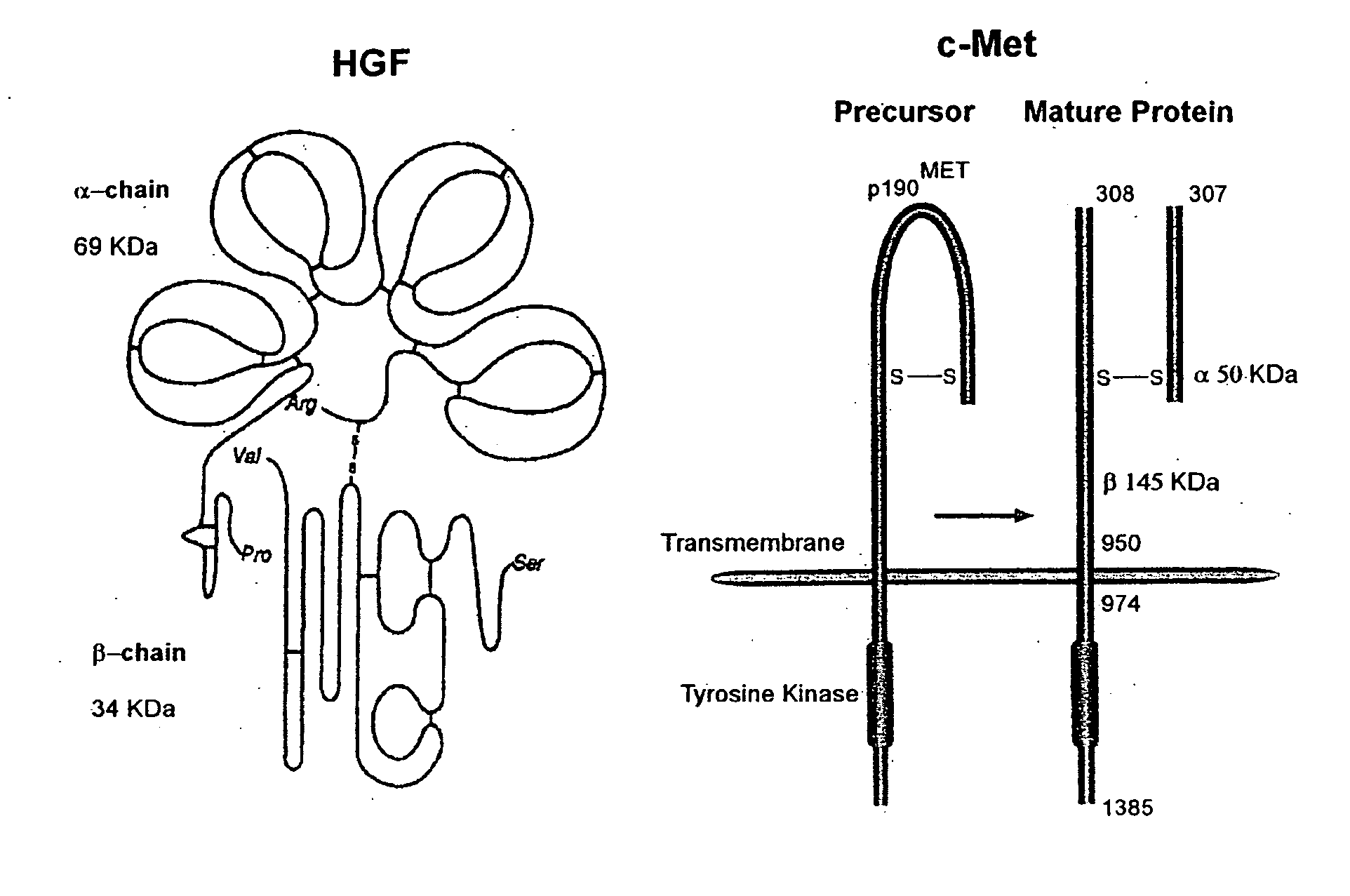 Monoclonal antibodies to hepatocyte growth factor