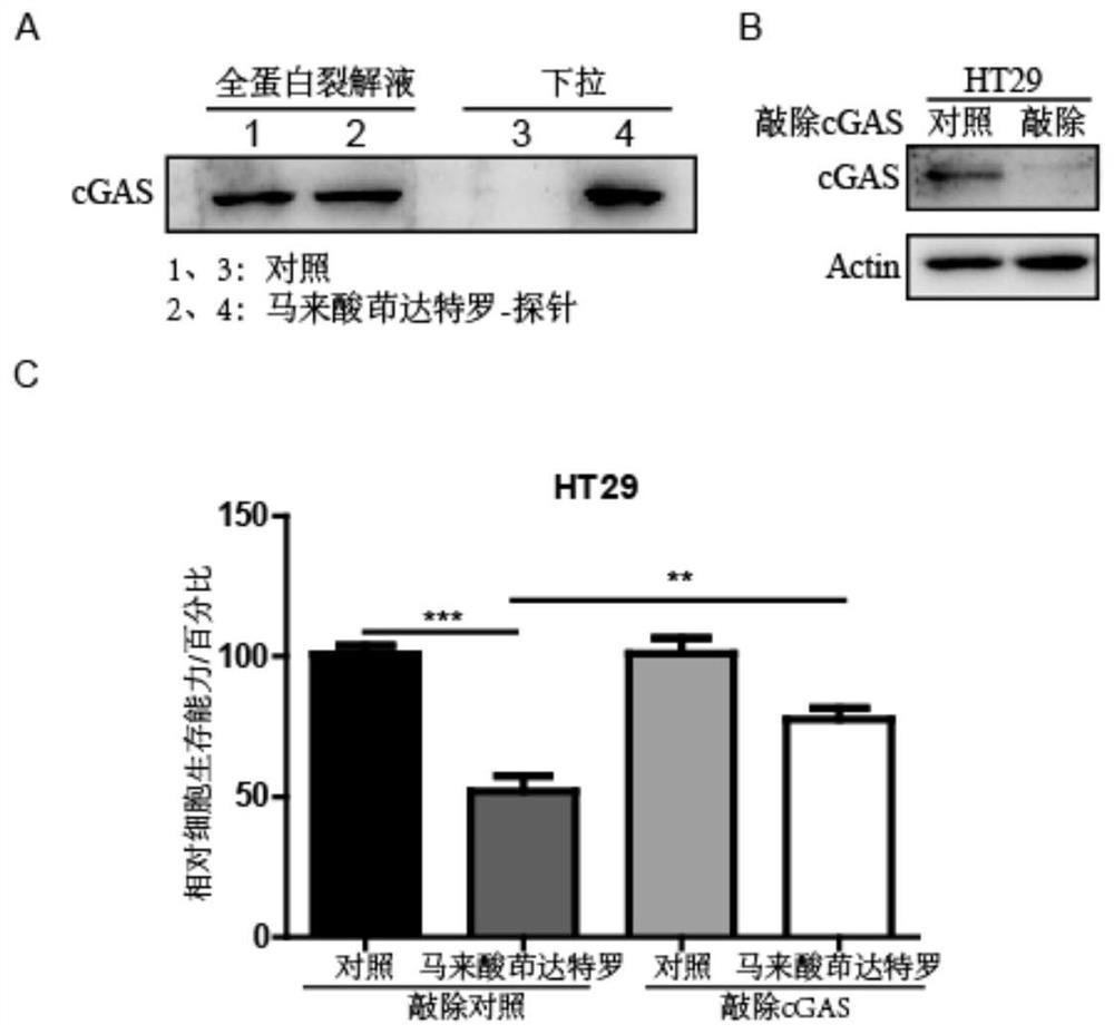 Application of indacaterol maleate as cGAS-STING pathway targeted agonist