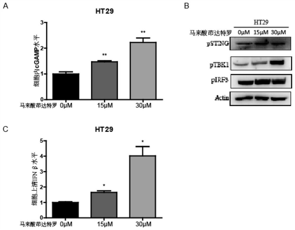 Application of indacaterol maleate as cGAS-STING pathway targeted agonist