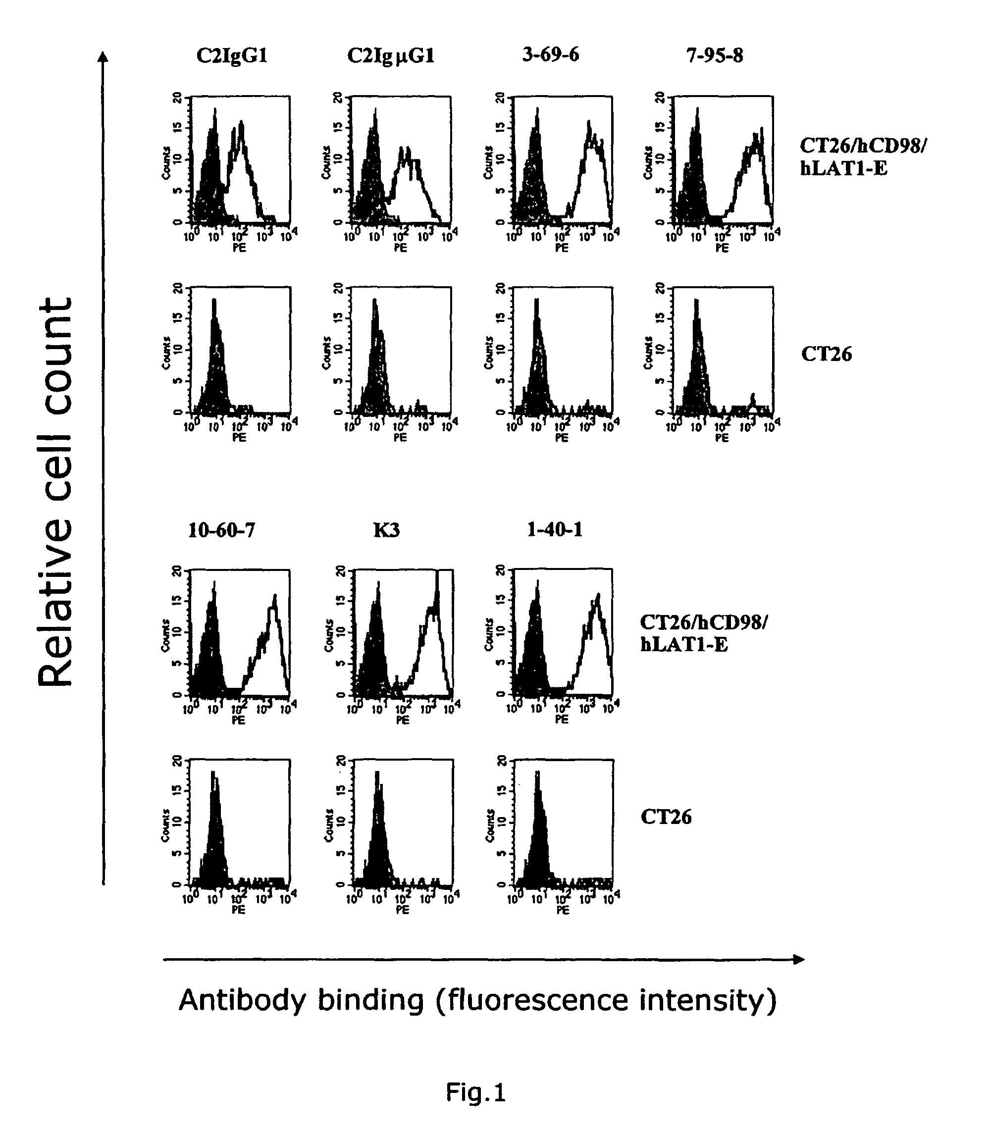 Anti-CD98 antibody