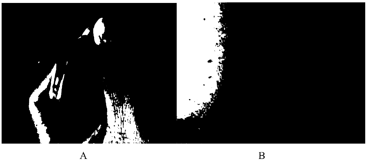 Preventing and treating method for eydia trasias meyrich