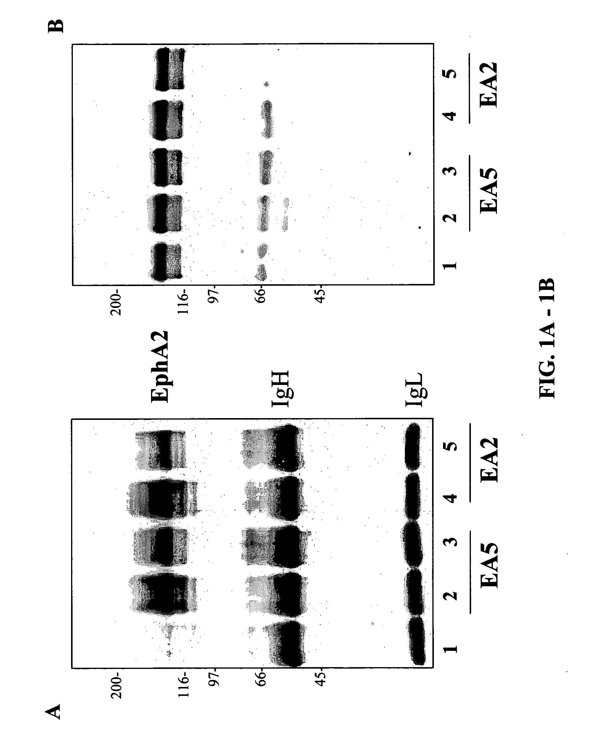 EphA2 agonistic monoclonal antibodies and methods of use thereof